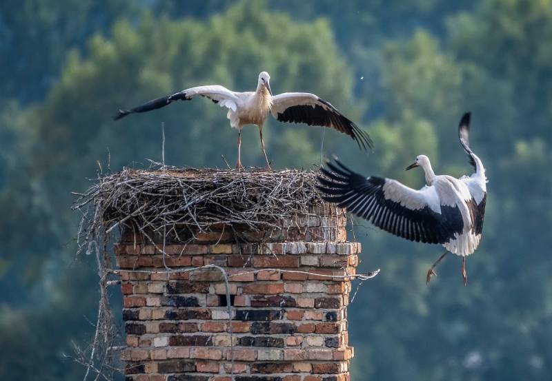 Expert Chimney Animal Removal in Dexter, MI Professional Chimney Animal Removal Services in Dexter, Michigan