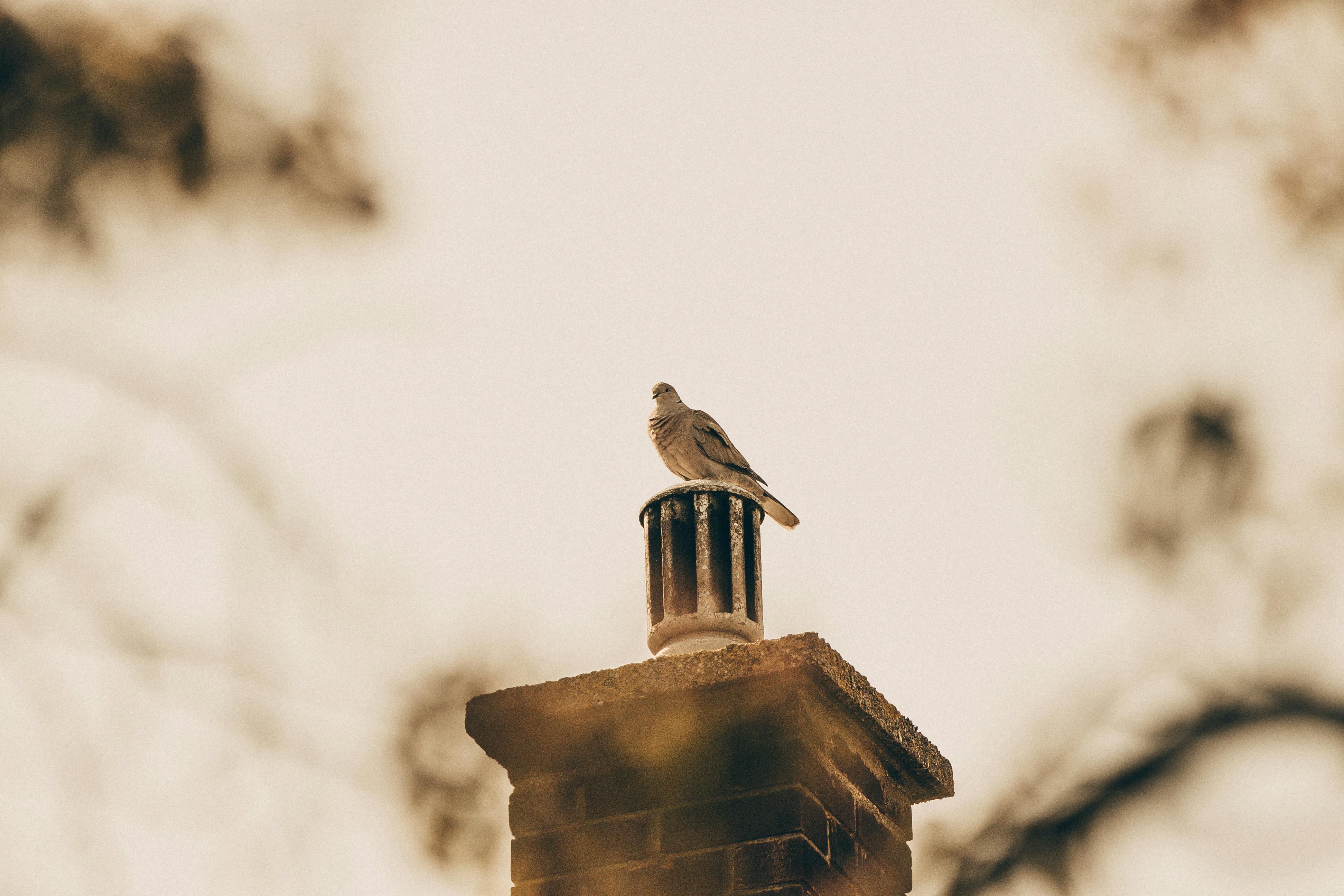 Professional Chimney Cap Installation Services in Dexter, MI Expert Chimney Cap Installation in Dexter, Michigan